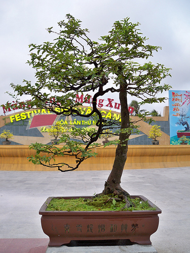 Bonsai, cay canh nghe thuat, cây cảnh nghệ thuật, cay the, cây thế, triển lãm bonsai, trien lam bonsai, triển lãm cây thế, trien lam cay the